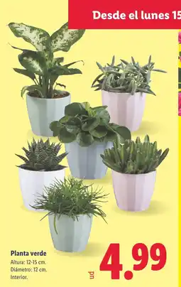 Lidl Planta verde oferta
