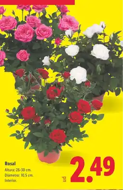 Lidl Rosal oferta