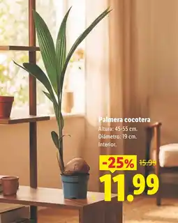 Lidl Palmera cocotera oferta