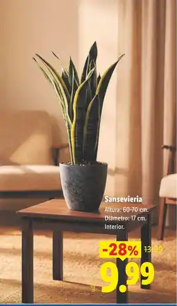 Lidl Sansevieria oferta