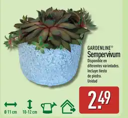 ALDI GARDENLINE Sempervivum oferta