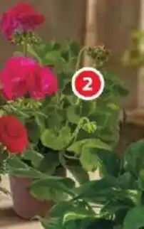 Alcampo Geranio oferta