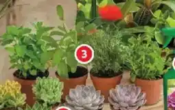 Alcampo Aromática oferta