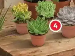 Alcampo Suculenta oferta