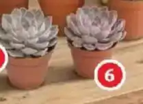 Alcampo Crasa oferta