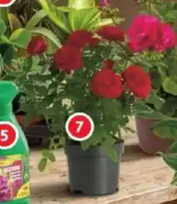 Alcampo Rosal mini oferta