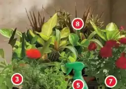 Alcampo Planta mix oferta