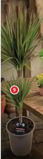 Alcampo Dracaena oferta