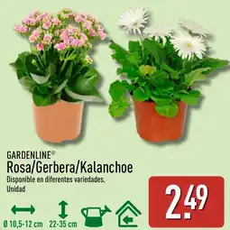 ALDI GARDENLINE Rosa/Gerbera/Kalanchoe oferta