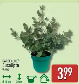 ALDI GARDENLINE Eucalipto oferta