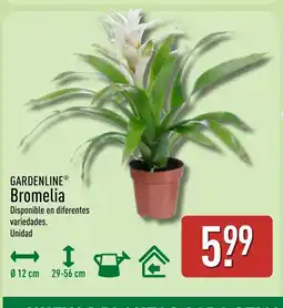 ALDI GARDENLINE Bromelia oferta