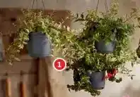 Alcampo Mix surtido planta colgante oferta