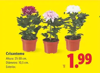 Lidl Crisantemo oferta
