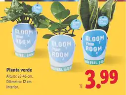 Lidl Planta verde oferta