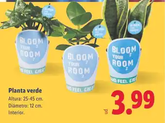 Lidl Planta verde oferta