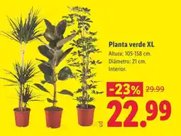 Lidl Planta verde XL oferta