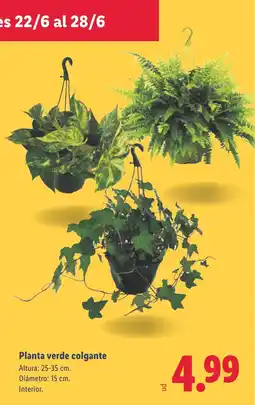 Lidl Planta verde colgante oferta