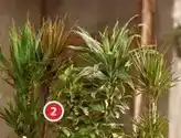 Alcampo Mix planta verde xxl oferta