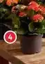 Alcampo Kalanchoe calandiva oferta