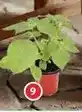 Alcampo Planta natural verde oferta