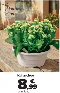 Carrefour Kalanchoe oferta