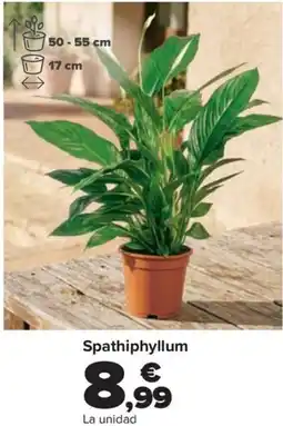 Carrefour Spathiphyllum oferta