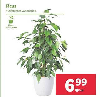 Lidl Ficus oferta