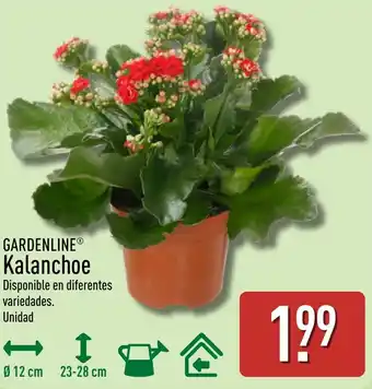 ALDI GARDENLINE Kalanchoe oferta