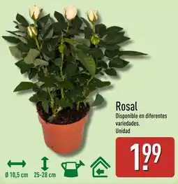 ALDI Rosal oferta