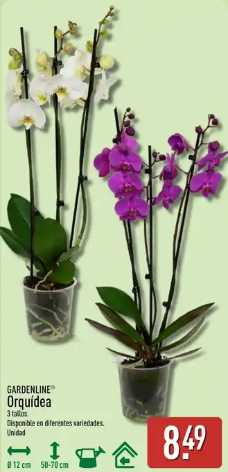 ALDI GARDENLINE Orquídea oferta