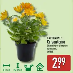 ALDI GARDENLINE Crisantemo oferta