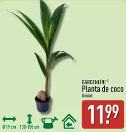 ALDI GARDENLINE Planta de coco oferta