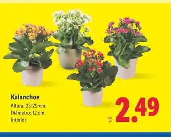 Lidl Kalanchoe oferta