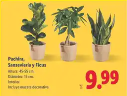 Lidl Pachira, Sansevieria y Ficus oferta