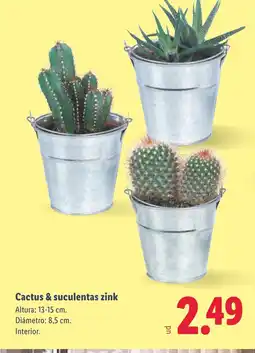 Lidl Cactus & suculentas zink oferta