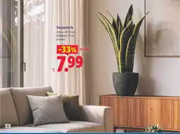 Lidl Sansevieria oferta