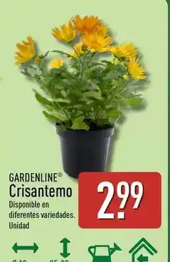 ALDI GARDENLINE Crisantemo oferta