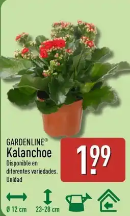 ALDI GARDENLINE Kalanchoe oferta