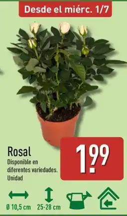 ALDI Rosal oferta