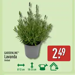 ALDI GARDENLINE Lavanda oferta