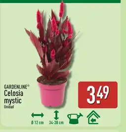 ALDI GARDENLINE Celosia mystic oferta