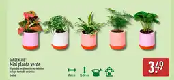 ALDI GARDENLINE Mini planta verde oferta