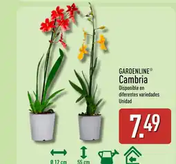 ALDI GARDENLINE Cambria oferta