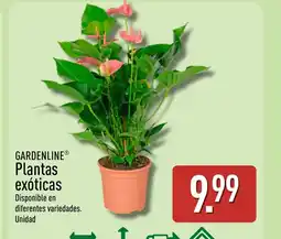ALDI GARDENLINE Plantas exóticas oferta