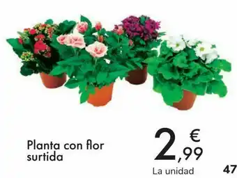 Carrefour Planta con flor surtida oferta