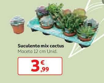 Alcampo Suculenta Mix Cactus oferta
