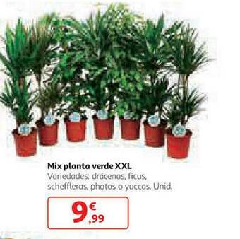 Alcampo Mix Planta Verde Xxl oferta