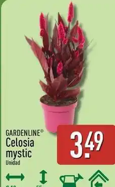 ALDI Gardenline - celosia mystic oferta