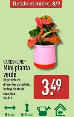 ALDI Gardenline - mini planta verde oferta