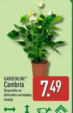 ALDI Gardenline - cambria oferta